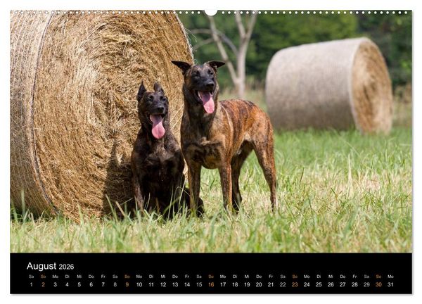 Produktbild: Holl&auml;ndischer Sch&auml;ferhund (Wandkalender 2026 DIN A2 quer), CALVENDO Monatskalender