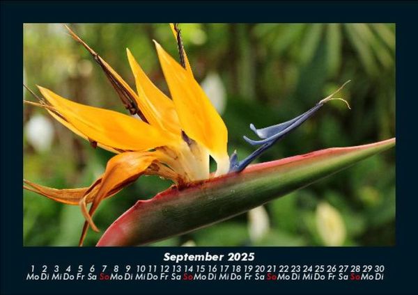 Produktbild: Blumentr&auml;ume 2025 Fotokalender DIN A5