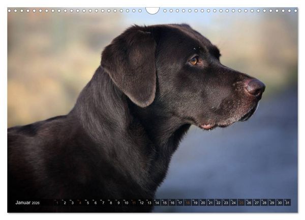 Produktbild: Labrador Retriever - Jagdhund mit Charme (Wandkalender 2026 DIN A3 quer), CALVENDO Monatskalender