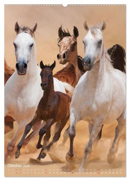 Produktbild: Arabische Pferde &bull; Gesch&ouml;pfe des Windes (hochwertiger Premium Wandkalender 2026 DIN A2 hoch), Kunstdruck in Hochglanz