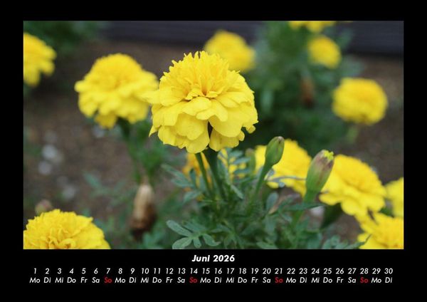Produktbild: Blumentr&auml;ume 2026 Fotokalender DIN A3