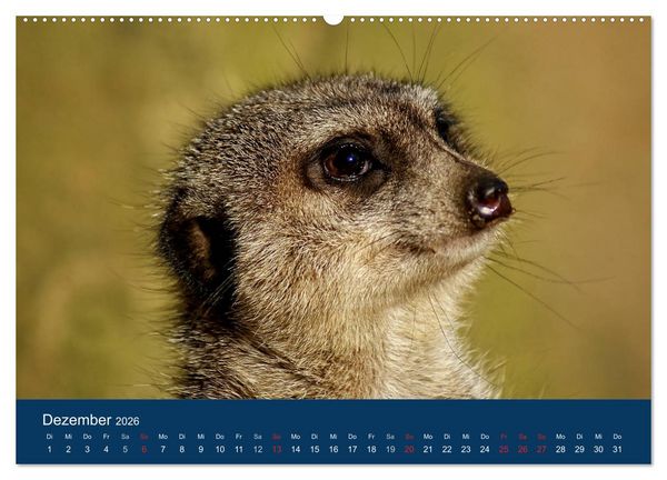 Produktbild: Erdm&auml;nnchen - Zusammen sind wir stark (Wandkalender 2026 DIN A2 quer), CALVENDO Monatskalender