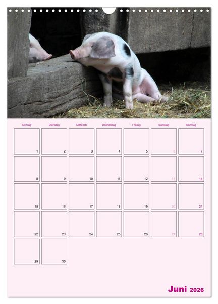 Produktbild: Schweinischer Terminplaner (Wandkalender 2026 DIN A3 hoch), CALVENDO Monatskalender