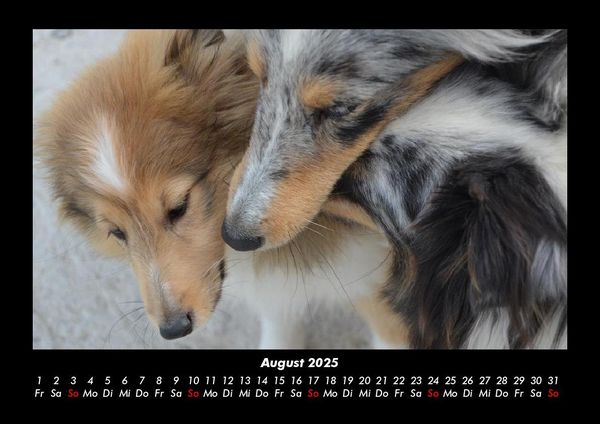 Produktbild: Hundezauber 2025 Fotokalender DIN A3