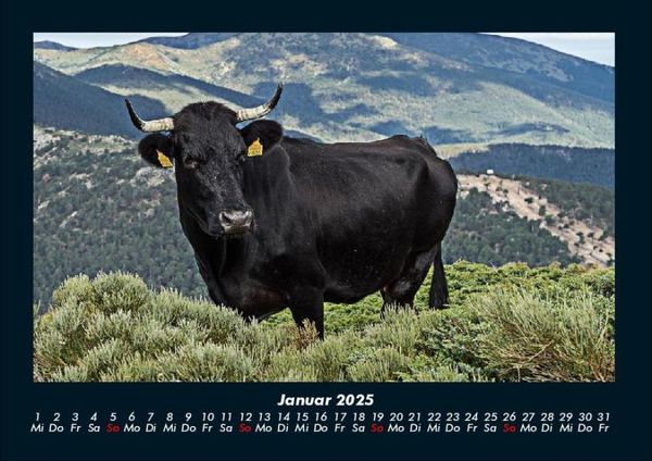 Produktbild: Kuhkalender 2025 Fotokalender DIN A4