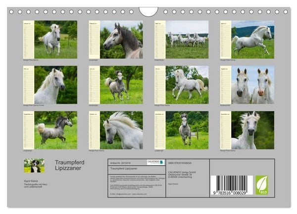 Produktbild: Traumpferd Lipizzaner (Wandkalender 2026 DIN A4 quer), CALVENDO Monatskalender