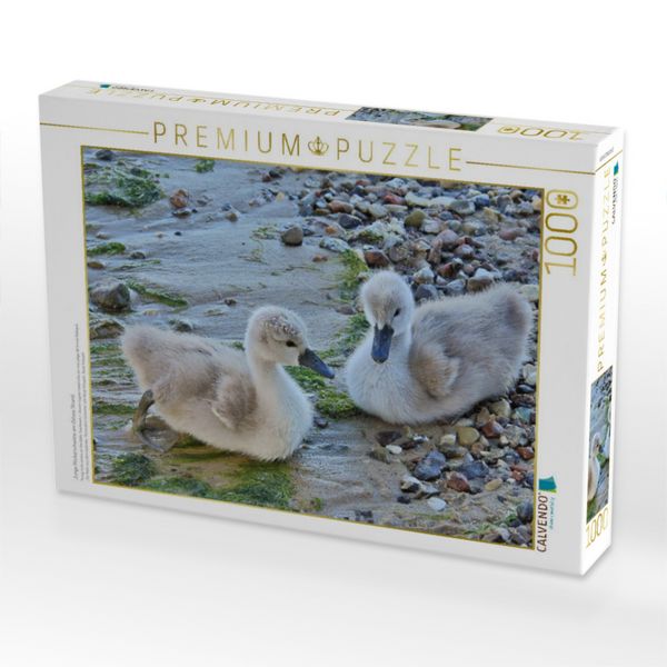 Produktbild: CALVENDO Puzzle Junge H&ouml;ckerschw&auml;ne am Ostsee Strand. | 1000 Teile Lege-Gr&ouml;&szlig;e 64x48cm Foto-Puzzle f&uuml;r gl&uuml;ckliche Stunden
