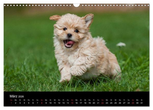 Produktbild: Welpen 2026 (Wandkalender 2026 DIN A3 quer), CALVENDO Monatskalender