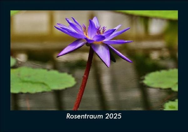 Produktbild: Rosentraum 2025 Fotokalender DIN A5