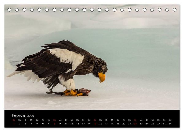 Produktbild: Seeadler - K&ouml;nige der L&uuml;fte (Tischkalender 2026 DIN A5 quer), CALVENDO Monatskalender