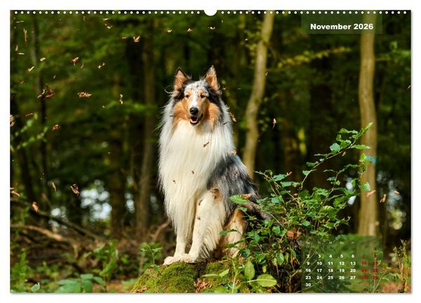 Produktbild: Collies? Was sonst! (hochwertiger Premium Wandkalender 2026 DIN A2 quer), Kunstdruck in Hochglanz
