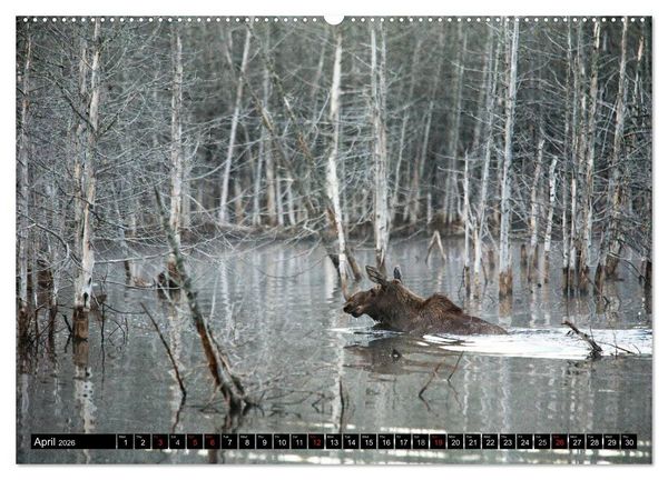 Produktbild: MOOSE Of The Northern Woods (High Quality Premium Wall Calendar 2026 DIN A2 landscape),CALVENDO 12 Month Wall Calendar
