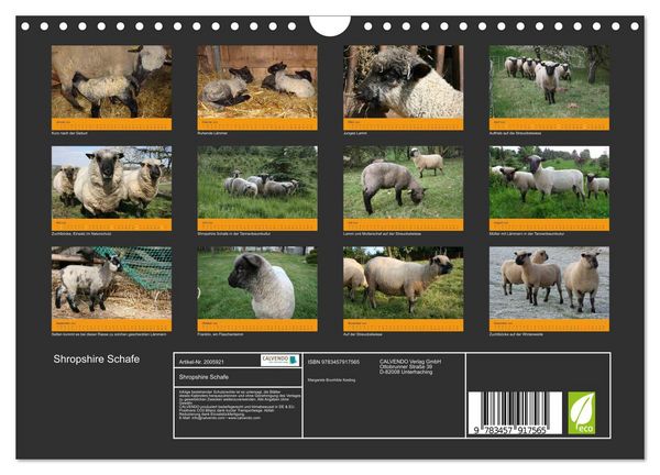 Produktbild: Shropshire Schafe (Wandkalender 2026 DIN A4 quer), CALVENDO Monatskalender