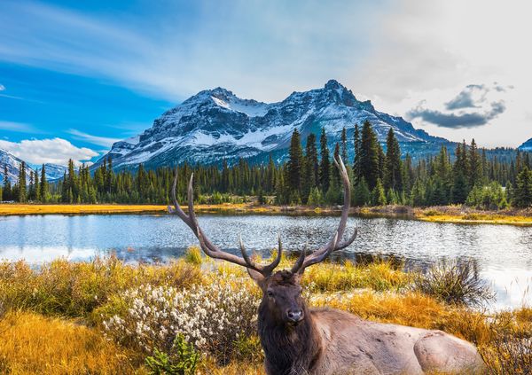 Produktbild: Lais Puzzle Hirsch in Berglandschaft 1000 Teile