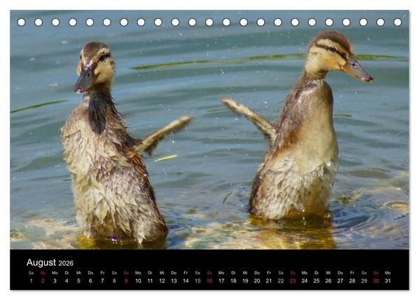 Produktbild: Die Kinderstube der Wasserv&ouml;gel (Tischkalender 2026 DIN A5 quer), CALVENDO Monatskalender