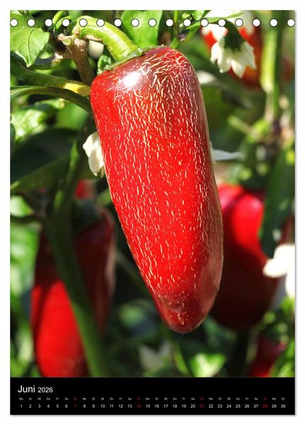 Produktbild: Chilis - H&ouml;llisch scharfe Fr&uuml;chtchen (Tischkalender 2026 DIN A5 hoch), CALVENDO Monatskalender