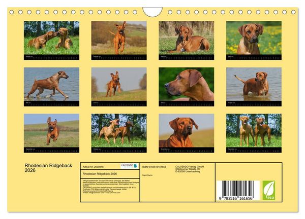 Produktbild: Rhodesian Ridgeback 2026 (Wandkalender 2026 DIN A4 quer), CALVENDO Monatskalender