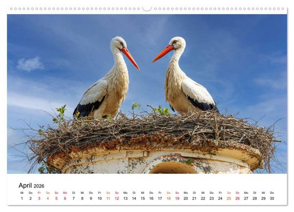 Produktbild: St&ouml;rche - Zeit f&uuml;r sch&ouml;ne Augenblicke (Wandkalender 2026 DIN A2 quer), CALVENDO Monatskalender