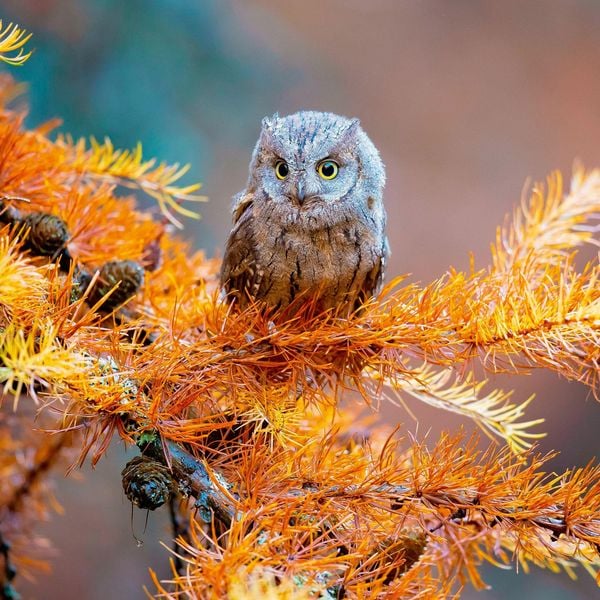 Produktbild: Magic Owls 2027