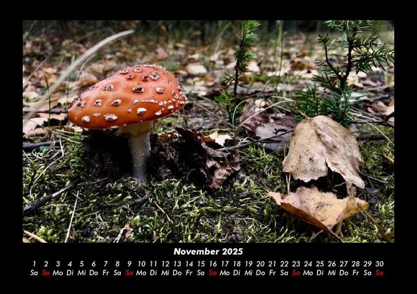Produktbild: Pilzkalender 2025 Fotokalender DIN A3