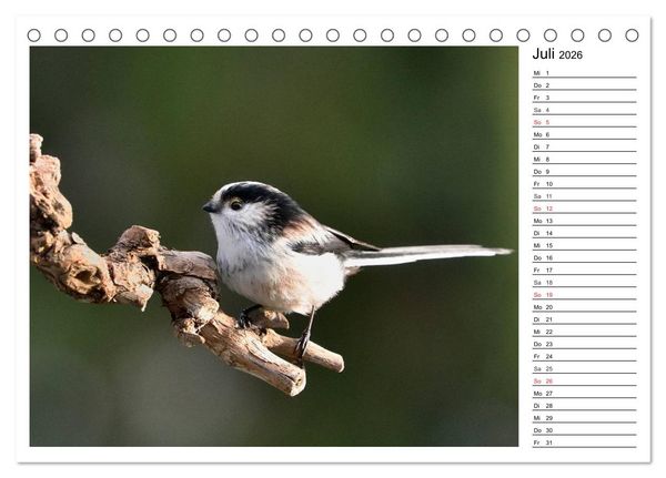 Produktbild: Gefiederte Freunde - Unsere heimischen Gartenv&ouml;gel (Tischkalender 2026 DIN A5 quer), CALVENDO Monatskalender