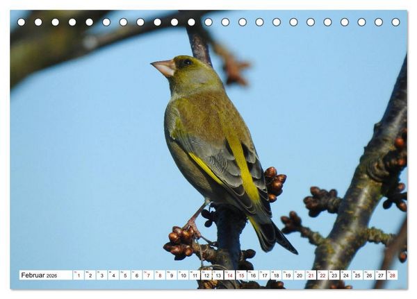 Produktbild: Vogelkalender (Tischkalender 2026 DIN A5 quer), CALVENDO Monatskalender