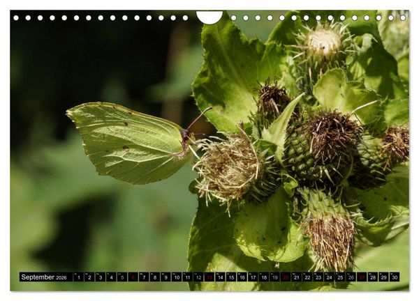 Produktbild: Allg&auml;u - Natur pur (Wandkalender 2026 DIN A4 quer), CALVENDO Monatskalender