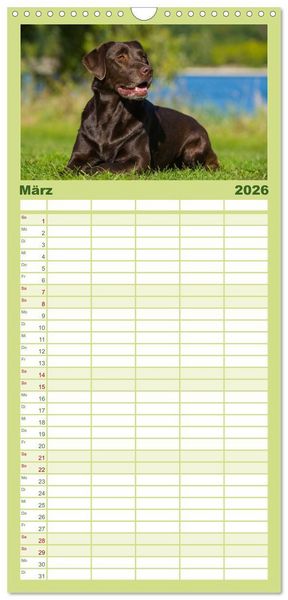 Produktbild: Familienplaner 2026 - Labrador Retriever 2026 mit 5 Spalten (Wandkalender, 21 x 45 cm) CALVENDO