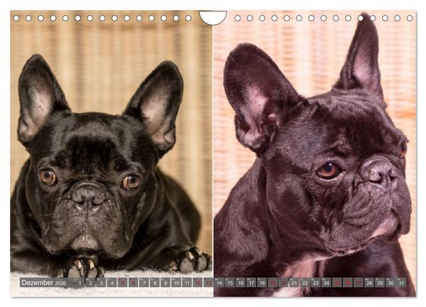 Produktbild: French Bully&acute;s - Gro&szlig;e Sch&auml;tze auf kleinen Pfoten (Wandkalender 2026 DIN A4 quer), CALVENDO Monatskalender