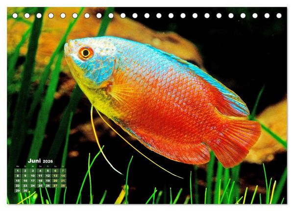 Produktbild: Glanz im Aquarium: S&uuml;&szlig;wasserfische (Tischkalender 2026 DIN A5 quer), CALVENDO Monatskalender