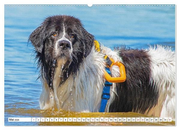 Produktbild: Landseer - Ein starker Freund auf 4 Pfoten (Wandkalender 2026 DIN A2 quer), CALVENDO Monatskalender