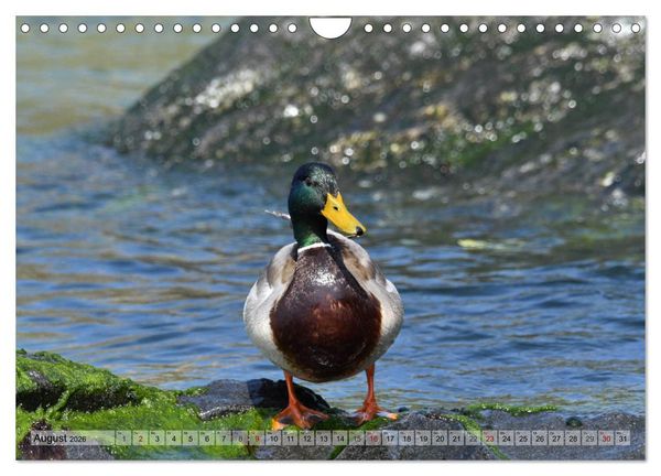 Produktbild: Sch&ouml;ne Insel Helgoland (Wandkalender 2026 DIN A4 quer), CALVENDO Monatskalender