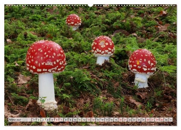 Produktbild: Sch&ouml;n, aber giftig. Giftpilze, die Sammler kennen sollten. (hochwertiger Premium Wandkalender 2027 DIN A2 quer), Kunstdruck in Hochglanz
