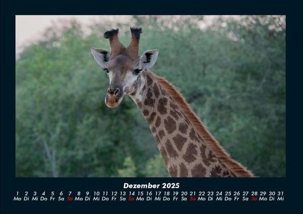 Produktbild: Giraffen 2025 Fotokalender DIN A4