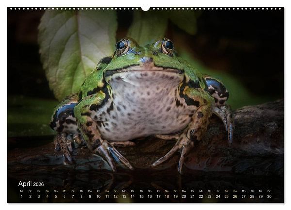 Produktbild: Fr&ouml;sche zum Verlieben (hochwertiger Premium Wandkalender 2026 DIN A2 quer), Kunstdruck in Hochglanz