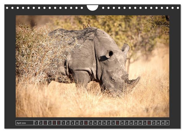 Produktbild: Das Wei&szlig;e Nashorn (Wandkalender 2026 DIN A4 quer), CALVENDO Monatskalender