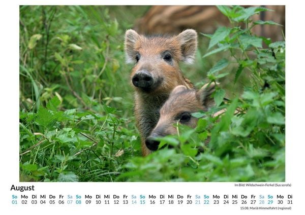 Produktbild: Jagd auf Wildschweine