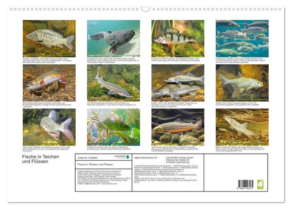 Produktbild: Fische in Teichen und Fl&uuml;ssen (Wandkalender 2026 DIN A2 quer), CALVENDO Monatskalender