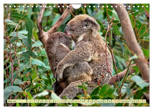 Produktbild: Koala - kleiner Teddy (Wandkalender 2026 DIN A4 quer), CALVENDO Monatskalender