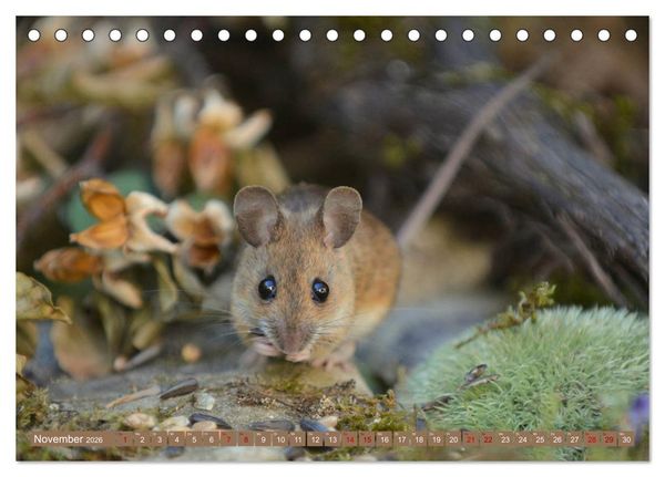 Produktbild: Gr&uuml;sse von der Maus! (Tischkalender 2026 DIN A5 quer), CALVENDO Monatskalender
