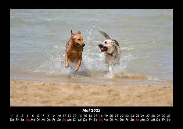 Produktbild: Hunde 2025 Fotokalender DIN A3