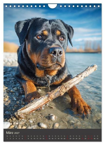 Produktbild: Rottweiler. Kraft, Herz und Treue (Wandkalender 2027 DIN A4 hoch), CALVENDO Monatskalender