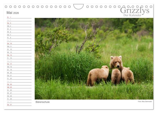 Produktbild: Grizzlys - Der Kalender (Wandkalender 2026 DIN A4 quer), CALVENDO Monatskalender