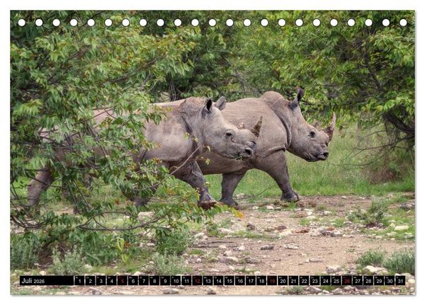 Produktbild: Afrikas Tierwelt: Nash&ouml;rner (Tischkalender 2026 DIN A5 quer), CALVENDO Monatskalender