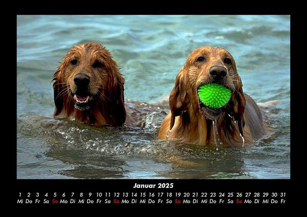 Produktbild: Hundezauber 2025 Fotokalender DIN A3