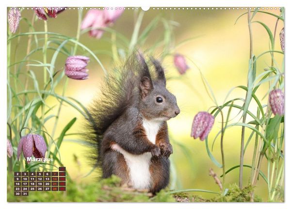 Produktbild: Das Eurasische Eichh&ouml;rnchen - Kunterbuntes Waldtreiben (hochwertiger Premium Wandkalender 2026 DIN A2 quer), Kunstdruck in Hochglanz