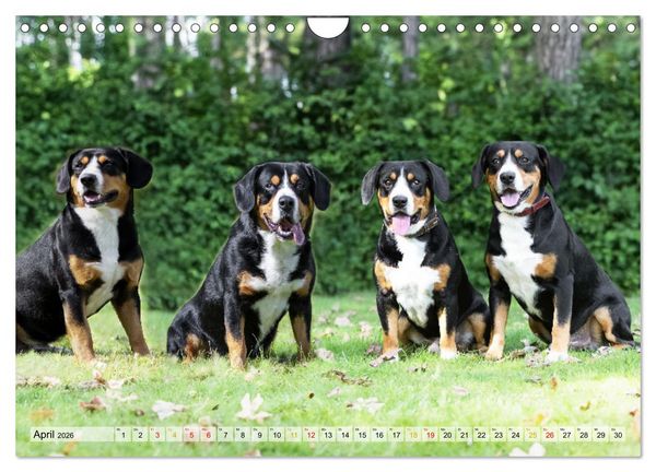 Produktbild: Entlebucher - Temperamentvolle Schweizer Sennenhunde (Wandkalender 2026 DIN A4 quer), CALVENDO Monatskalender