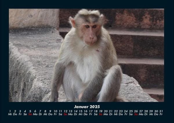 Produktbild: Affen 2025 Fotokalender DIN A4