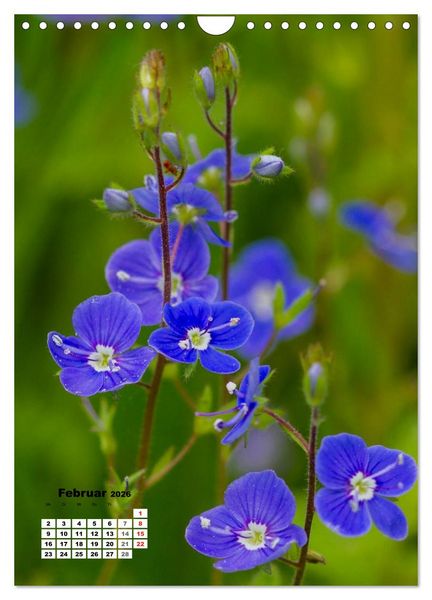Produktbild: Zauber der Natur - Heimische Orchideen und Wiesenblumen (Wandkalender 2026 DIN A4 hoch), CALVENDO Monatskalender