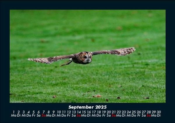 Produktbild: Der Tierkalender 2025 Fotokalender DIN A5